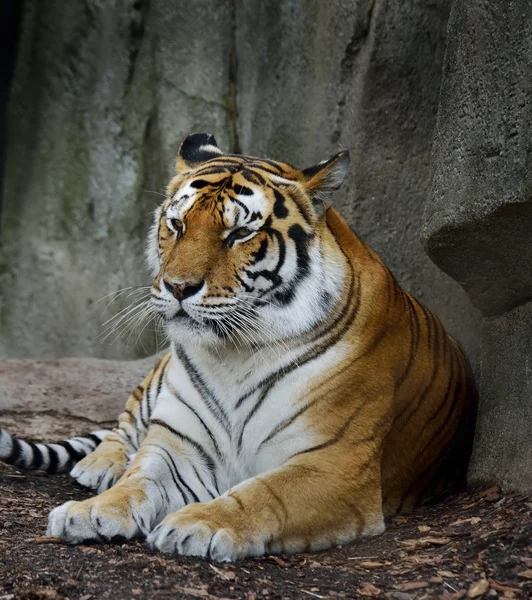 Tigre de Amur — Foto de Stock