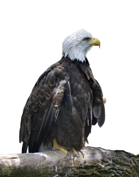 アメリカの白頭鷲 — ストック写真