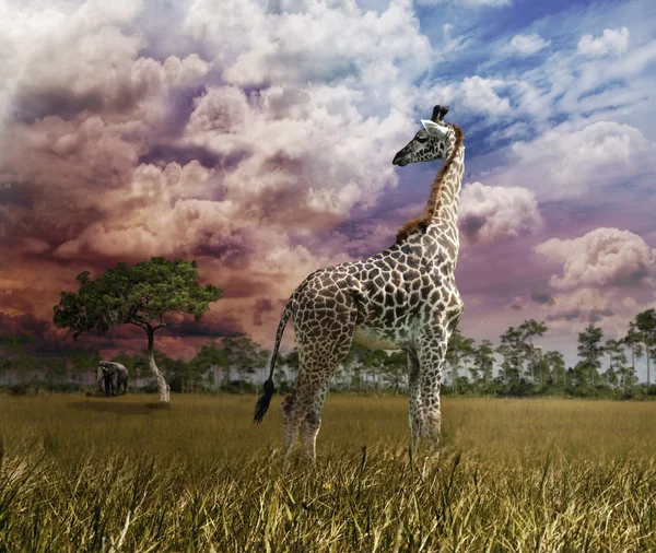 Giraffe bij zonsondergang — Stockfoto
