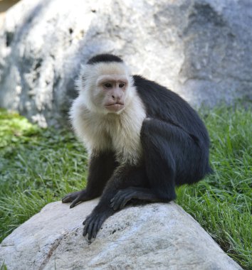 White-Throated Capuchin Monkey clipart