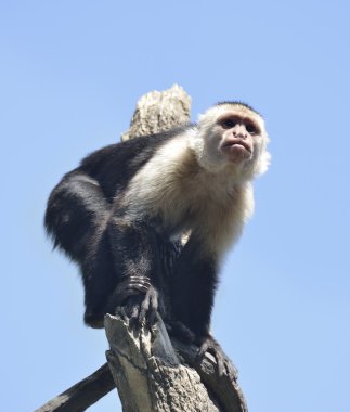 White-Throated Capuchin Monkey clipart