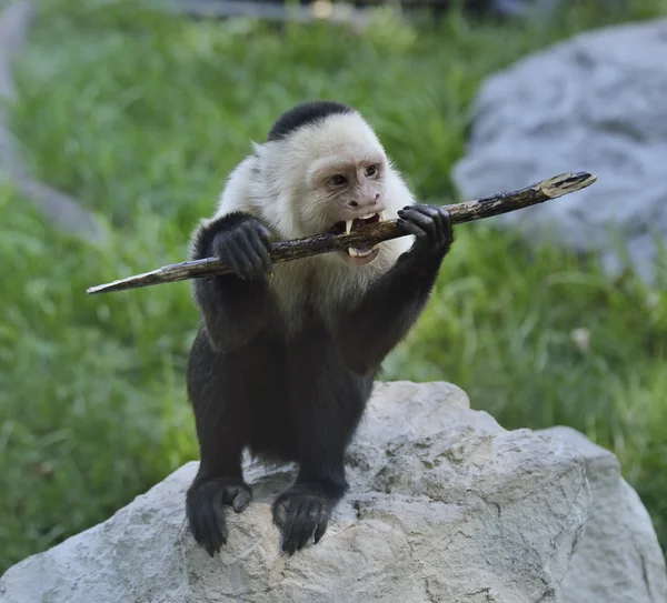 Mono capuchino de garganta blanca — Foto de Stock
