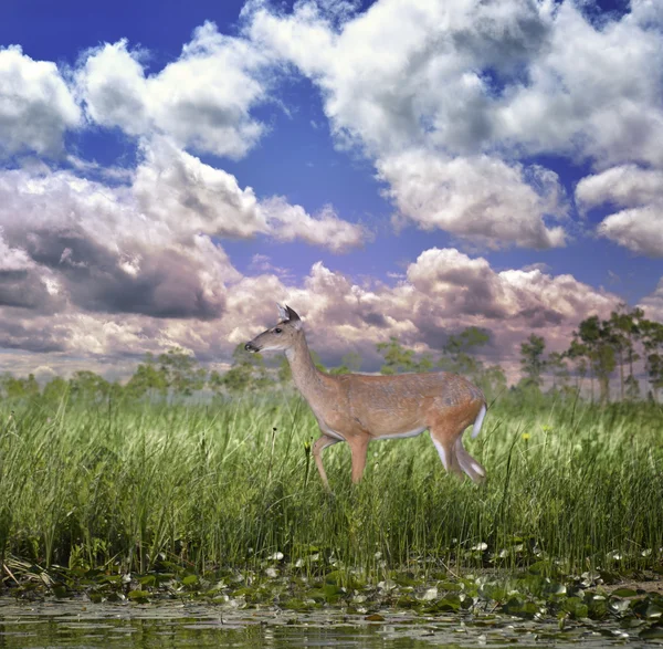 Ak kuyruklu geyik — Stok fotoğraf