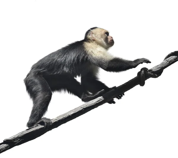 Beyaz boğazlı capuchin maymunu — Stok fotoğraf