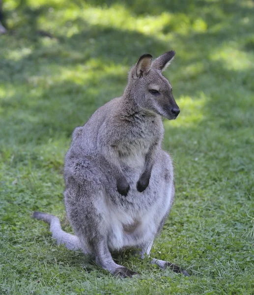 stock image Gray Kangaroo