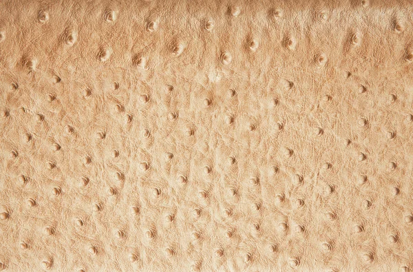 Textura de couro manchas de avestruz — Fotografia de Stock