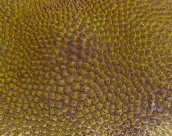 Jackfruit textuur close-up — Stockfoto