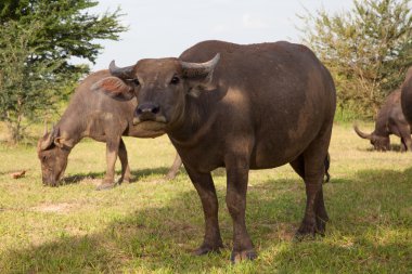 pirinç alan buffalo