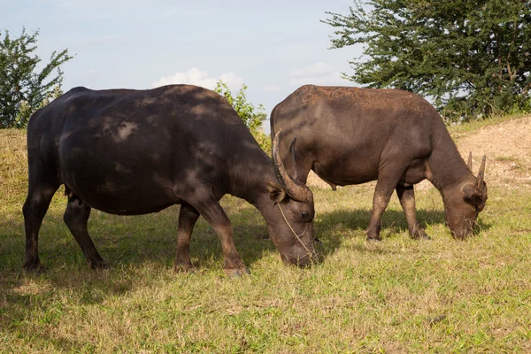 Buffalo in een rijst veld — Stockfoto