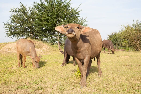 Buffel i ett risfält — Stockfoto