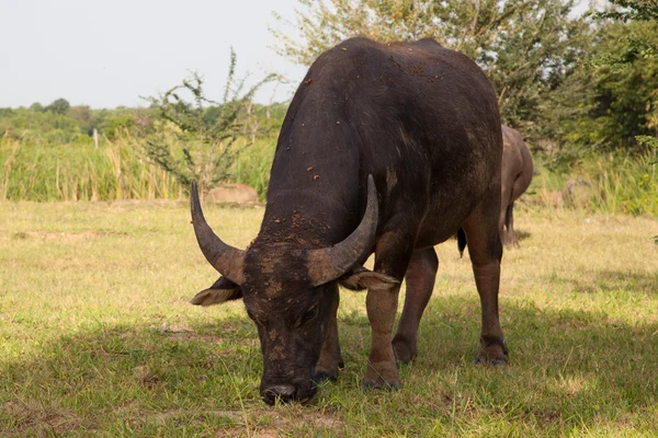Búfalo em um campo de arroz — Fotografia de Stock