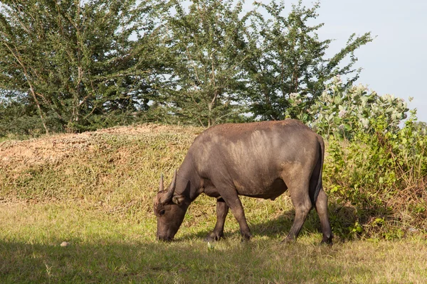 Buffalo w ryżowym polu — Zdjęcie stockowe