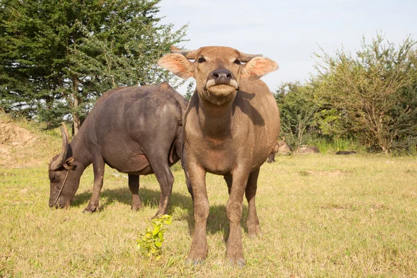 Bufalo in una risaia — Foto Stock