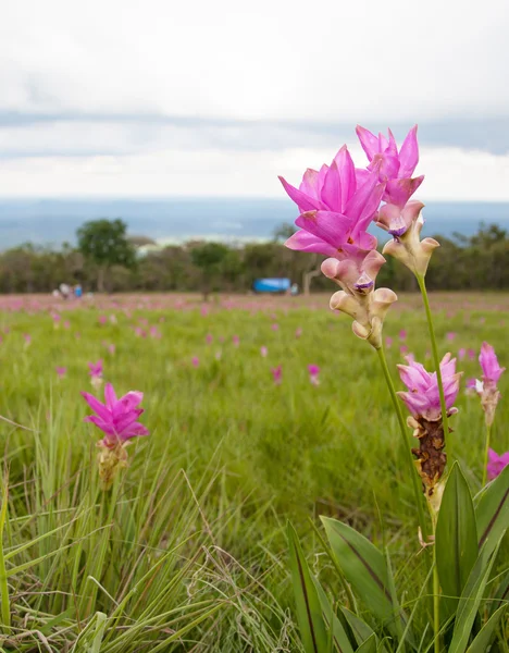 Siam Tulip or Krajeaw flower — Stock Photo, Image