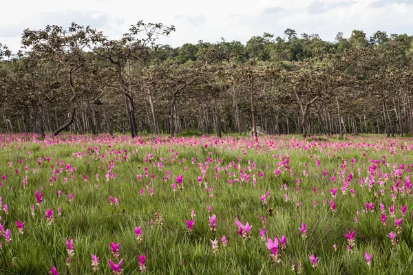 Siam Tulip или Krajeaw цветок в поле — стоковое фото