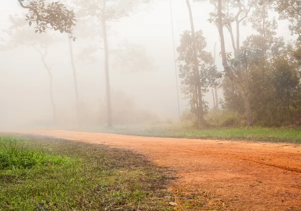 Forest on foggy road — Stock Photo, Image