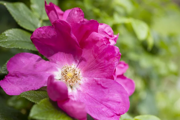 stock image Wild rose closeup