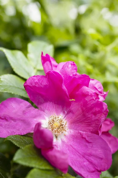 Stock image Wild rose closeup