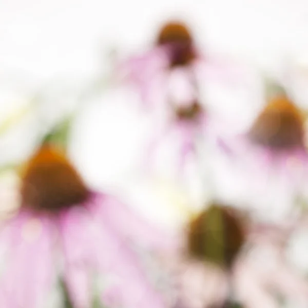 松果菊 — 图库照片