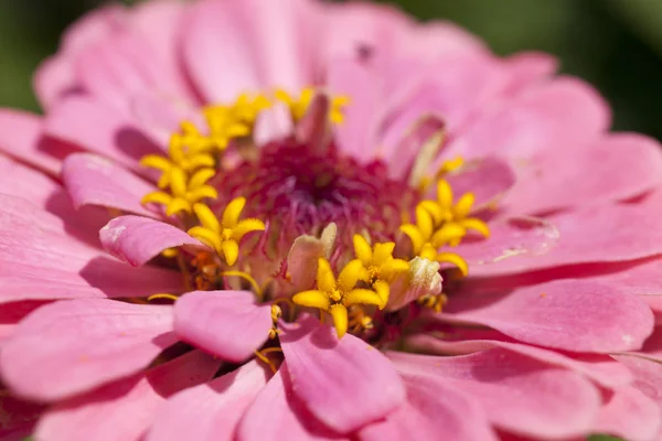 stock image Flower