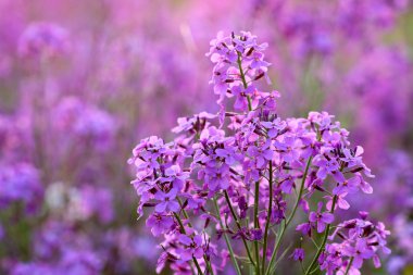 vahşi pembe phlox çiçekler