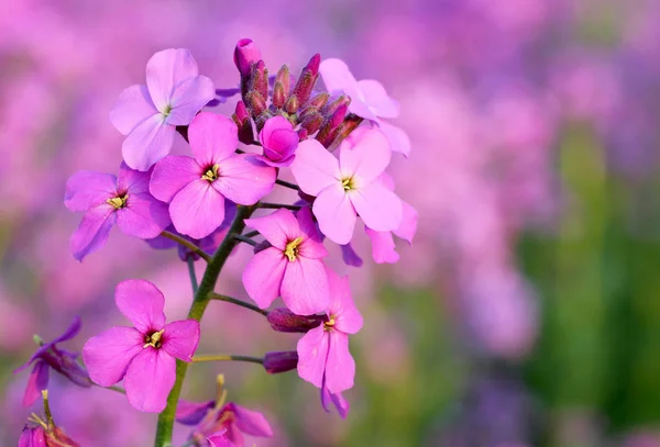 Flores de flex rosa salvaje — Foto de Stock