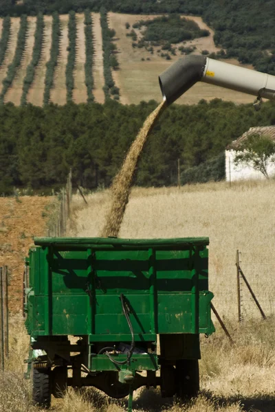 Трабаджіандо ентузіазм зернових — стокове фото