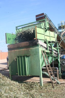 Oil mill machinery, cleaning of the Olive, Los Navalucillos, Toledo clipart