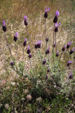 Lavandula stoechas, lavanta, biberiye taş, kekik borriquero