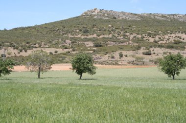 Grain fields and mountain clipart