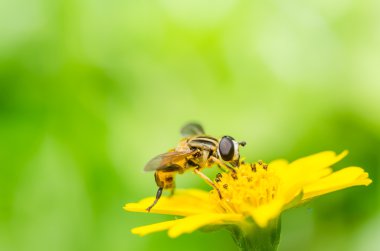 meyve dosyaları veya çiçek dosya veya hover dosya makro