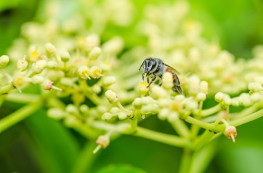 Yeşil doğada arı makro