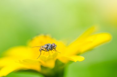 Yeşil doğanın makro fly