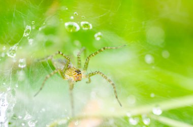 doğada örümcek ve web su damlaları