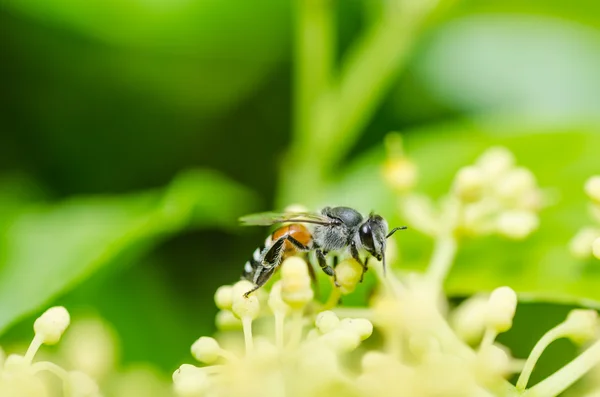 Пчелиный макро в зеленой природе — стоковое фото
