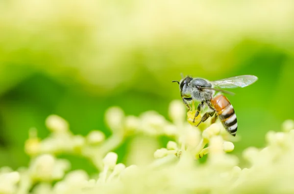 Bee makro i naturen — Stockfoto