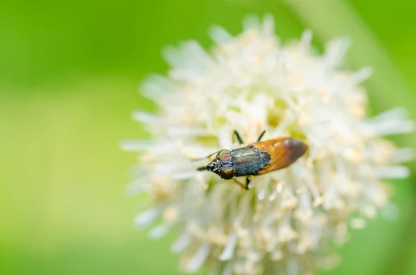 Fichiers de fruits ou fichiers de fleurs ou fichiers de vol stationnaire macro — Photo