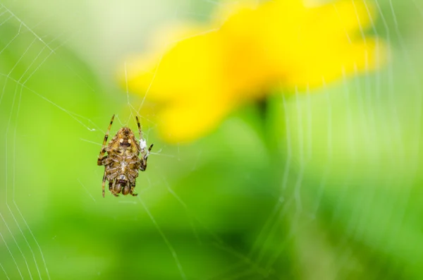 Aranha na natureza — Fotografia de Stock