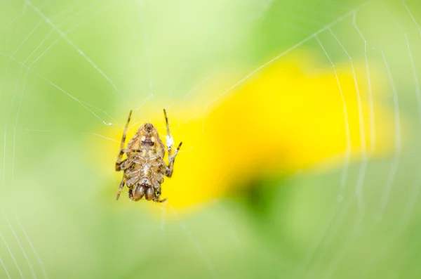 Aranha na natureza — Fotografia de Stock