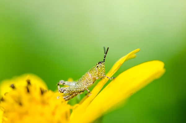 Kobylka makro v zeleni — Stock fotografie