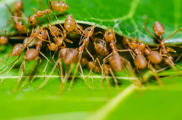 녹색 자연에 붉은 개미 팀워크 — 스톡 사진