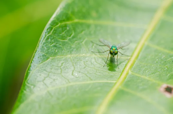 Fliegenmakro in grüner Natur — Stockfoto