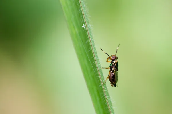 Макрос муха в зеленій природі — стокове фото