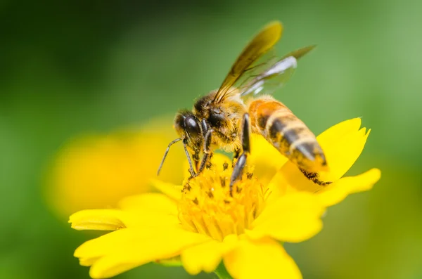 Yeşil doğada arı makro — Stok fotoğraf