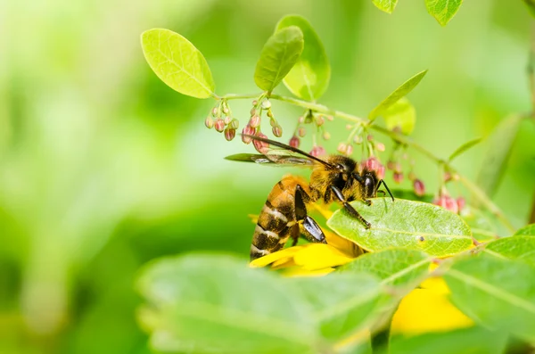 Bee macro in de groene natuur — Stockfoto
