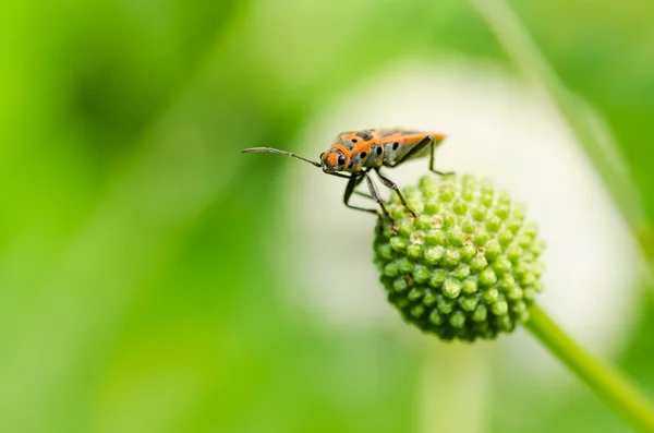 Красный жук в природе — стоковое фото