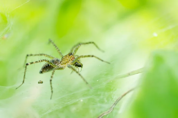 自然的蜘蛛 — 图库照片