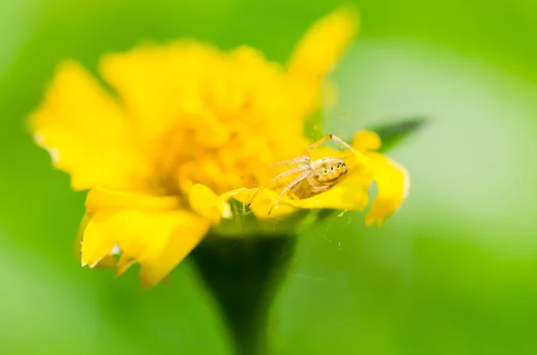 Mały żółty gwiazda w zieleni — Zdjęcie stockowe