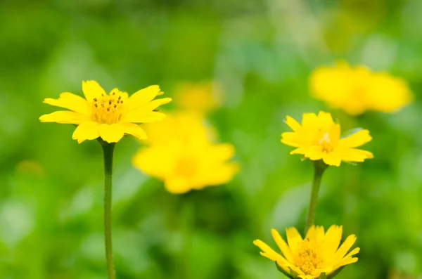 Little yellow star in green nature — Stock Photo, Image