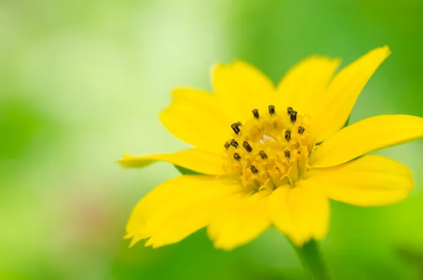 緑の自然の中で小さな黄色の星 — ストック写真